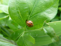 Coccinellidae