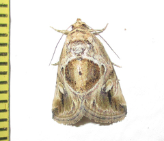 Deltote johnjoannoui