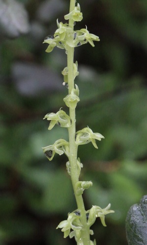Platanthera cooperi, 2026-04-26