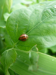 Coccinellidae