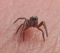 Tutelina