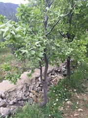 Quercus ithaburensis macrolepis