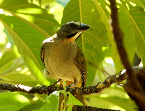 Buff-throated Saltator