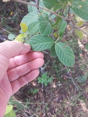 Diospyros villosa