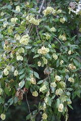 Pteleopsis myrtifolia