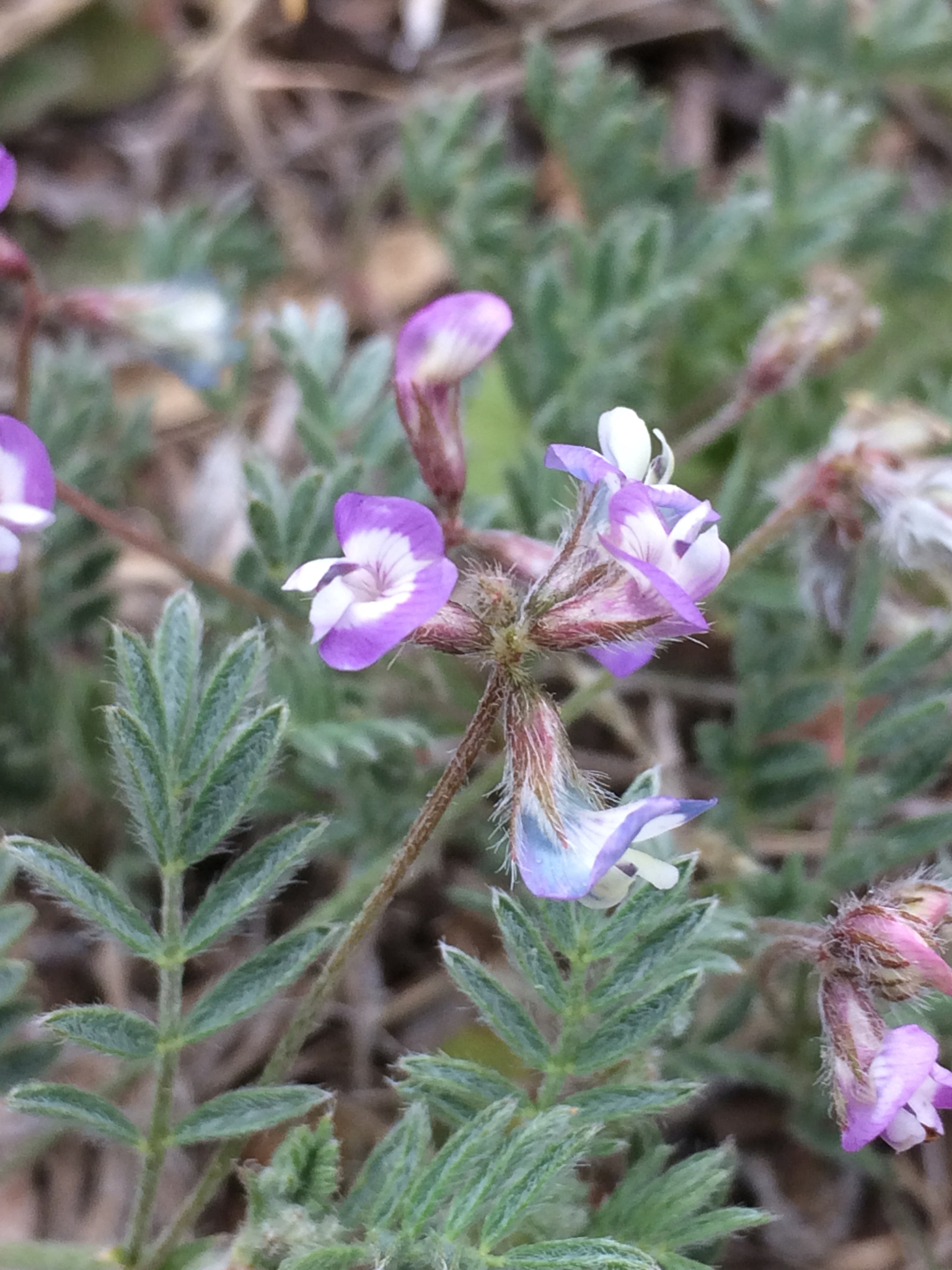 Astragalus nuttallianus