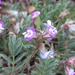 Small-flowered Milkvetch - Photo (c) Nathan Taylor, some rights reserved (CC BY-NC), uploaded by Nathan Taylor
