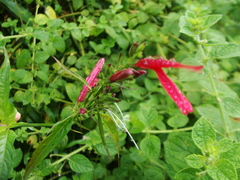Dianthera secunda