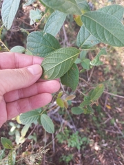 Diospyros villosa, photograph author not stated, no rights reserved