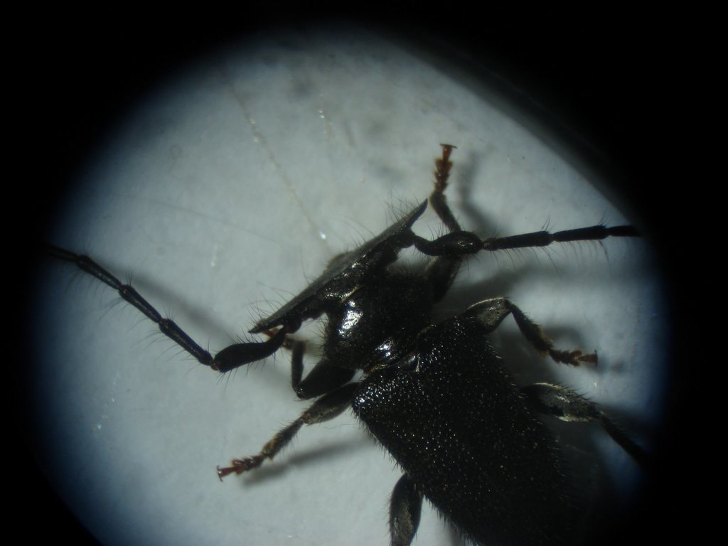 Tapeina paulista