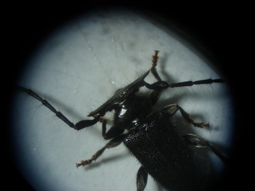 Tapeina paulista