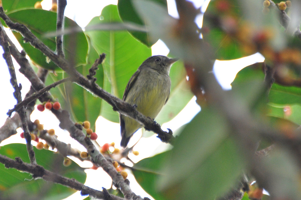 Small Tyrant-Manakins