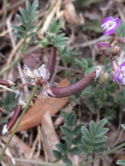 Astragalus nuttallianus austrinus
