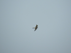 Falco tinnunculus tinnunculus