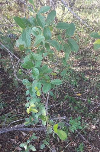 Diospyros villosa, photograph 3
