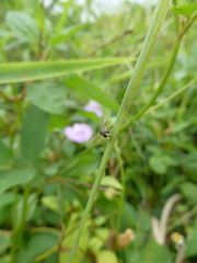 Syrphini