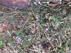 Astragalus nuttallianus austrinus