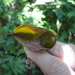 Striped Manakins and Allies - Photo (c) Erfil, some rights reserved (CC BY-SA)