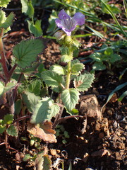 Phacelia grandiflora