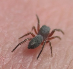 Tutelina