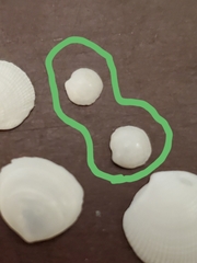 Parvilucina crenella