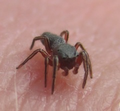 Tutelina