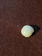 Parvilucina crenella