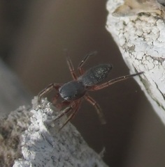 Tutelina