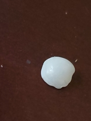 Parvilucina crenella