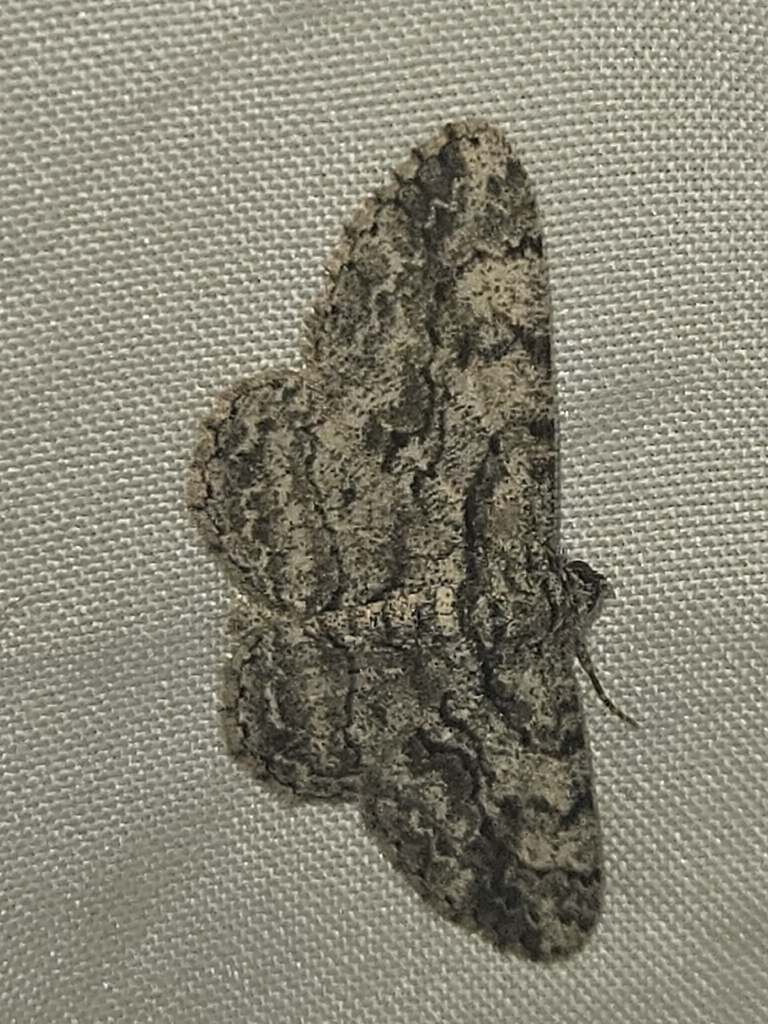 North American Common Gray from Hilltop Arboretum on April 26, 2026 at ...