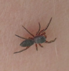 Tutelina