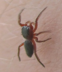 Tutelina