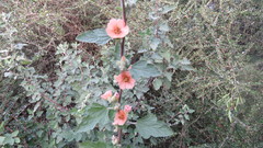Sphaeralcea bonariensis