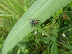 Diptera