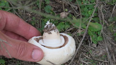 Agaricus