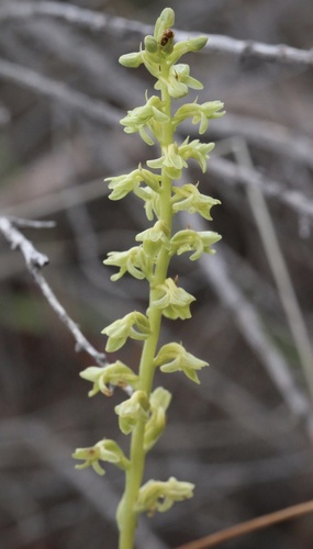 Platanthera cooperi, 2026-04-26