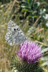 Melanargia parce