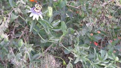 Passiflora caerulea