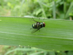 Diptera
