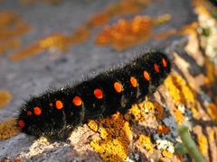 Parnassius apollonius
