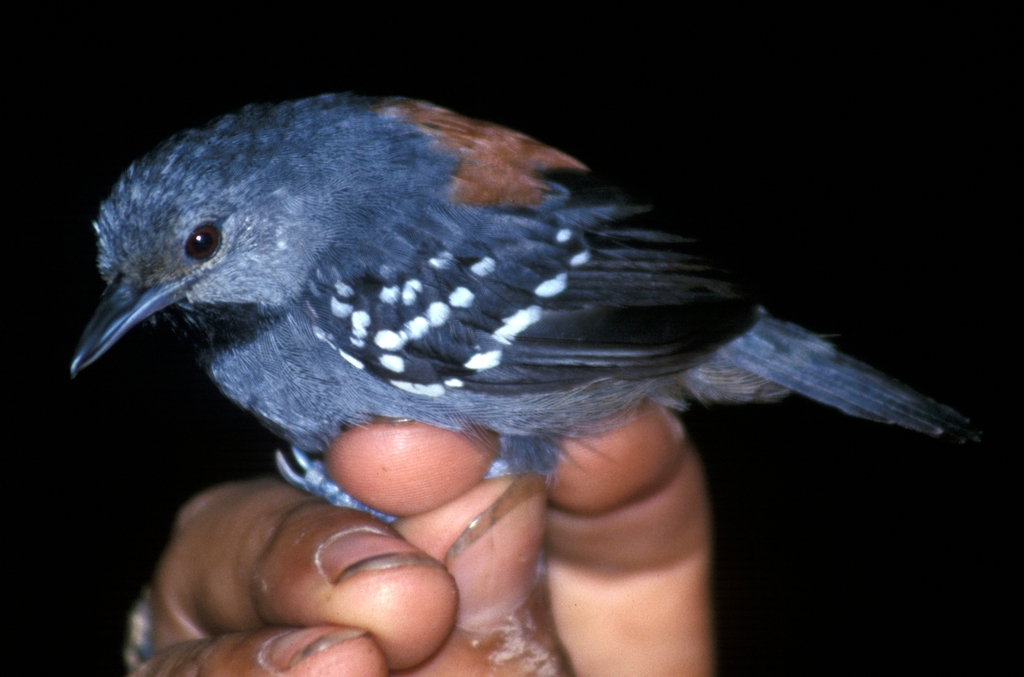 Ornate Stipplethroat photo