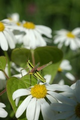 Gomphomastax clavata
