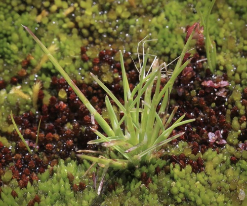 Deschampsia bolanderi observed 2026-04-26