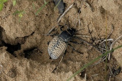 Trigonoscelis nodosa