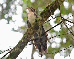 Dromococcyx phasianellus