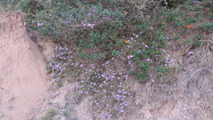 Lantana megapotamica
