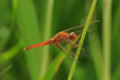 Crocothemis