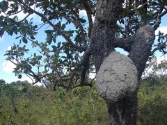 Constrictotermes cyphergaster