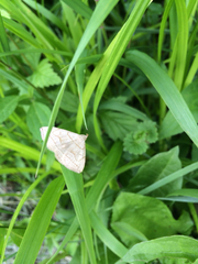 Zanclognatha pedipilalis