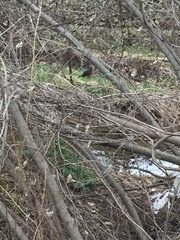 Turdus migratorius